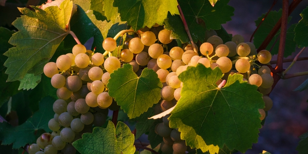 Vino Verdicchio